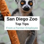 San Diego Zoo Tips by a former Zoo employee. MUST READ before visiting San Diego. If you're going to the zoo, then these are the essential San Diego Zoo tips you need to know before going. Plan your visit to the San Diego Zoo, see some San Diego Zoo pictures, tips to get cheap San Diego zoo tickets #sandiegoitinerary #traveltips #travel #sandiegotrip #visitsandiego #sandiegotravel #socallifestyle #californiatravel #sandiego #sandiegocalifornia #california #sandiegozoo #sandiegoexplorer
