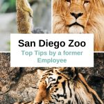 San Diego Zoo Tips by a former Zoo employee. MUST READ before visiting San Diego. If you're going to the zoo, then these are the essential San Diego Zoo tips you need to know before going. Plan your visit to the San Diego Zoo, see some San Diego Zoo pictures, tips to get cheap San Diego zoo tickets #sandiegoitinerary #traveltips #travel #sandiegotrip #visitsandiego #sandiegotravel #socallifestyle #californiatravel #sandiego #sandiegocalifornia #california #sandiegozoo #sandiegoexplorer