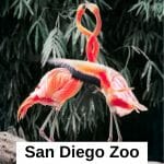 San Diego Zoo Tips by a former Zoo employee. MUST READ before visiting San Diego. If you're going to the zoo, then these are the essential San Diego Zoo tips you need to know before going. Plan your visit to the San Diego Zoo, see some San Diego Zoo pictures, tips to get cheap San Diego zoo tickets #sandiegoitinerary #traveltips #travel #sandiegotrip #visitsandiego #sandiegotravel #socallifestyle #californiatravel #sandiego #sandiegocalifornia #california #sandiegozoo #sandiegoexplorer