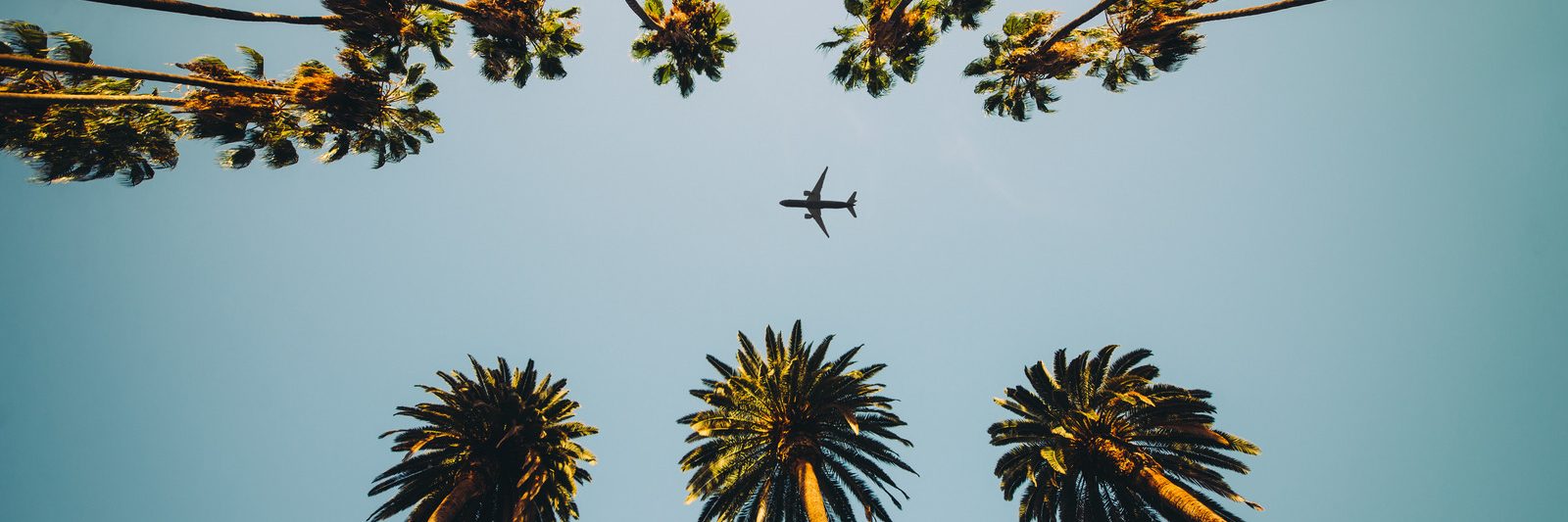 palm trees shot from the ground with an airplane flying between them