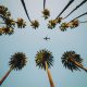 palm trees shot from the ground with an airplane flying between them
