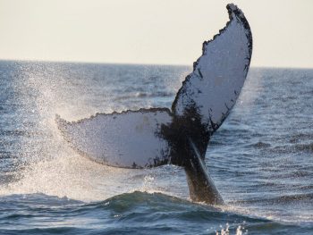 Humpback Whale fin breaching out of the water