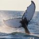 Humpback Whale fin breaching out of the water