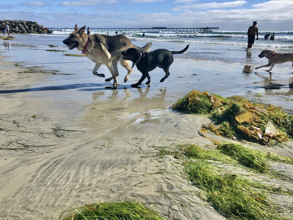 Dogs playing at Dog Beach San Diego Dogs playing on the dog Beach in San Diego on a sunny day