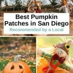 Are you ready for fall? Here are the best San Diego Pumpkin Patches that will put you in the fall spirit. Take a look at these fun pumpkin farms in San Diego county and all the fun activities they offer. From hayrides to pumpkin carving, corn mazes and apple cannons, a trip to a pumpkin patch in San Diego is fun for the whole family. San Diego with kids - San Diego pumpkin patch - San Diego fall activities - San Diego October - San Diego Things to do - San Diego itinerary - San Diego travel tips