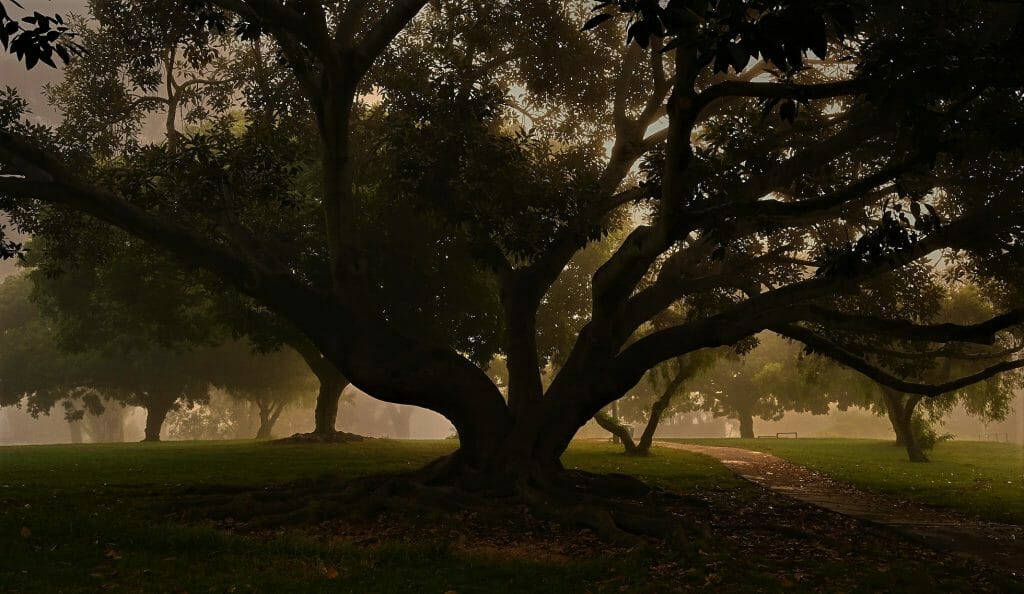 Night photo of large oak tree at Pioneer Park Old Town San Diego