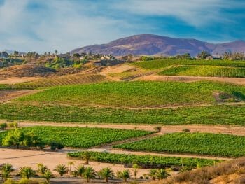 Landscape photo of Temecula vineyards in the foreground with mountains in the background