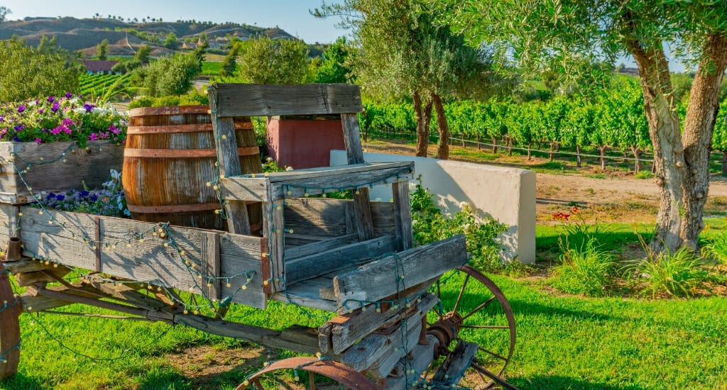 Old, rusty horse carriage with wine barrels in front of vineyards