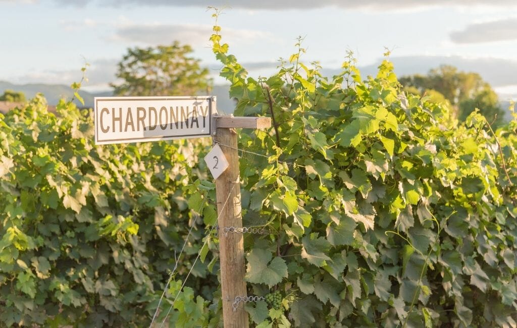 lush Green Grape vines and wooden sign for Chardonnay