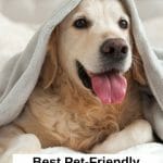 Traveling with your pet to San Diego? Whether you are looking for a pet-friendly hotel near the beach or right in the heart of downtown, we got you covered. Here are the best pet-friendly hotels in San Diego - from budget to luxury. San Diego pets - San Diego pet friendly - San Diego dog friendly - dog friendly hotels San Diego - San Diego hotels - San Diego dogs - Travel With Pets - San Diego Beach Resorts - San Diego Travel Tips - Pet Travel - Visit San Diego
