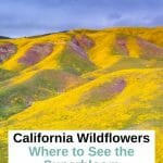 Best places to see the California Superblooms and top tips from a Local to plan your California wildflower trip around Southern California. Where to See Superbloom in California - Southern California Superbloom - Anza Borrego wildflowers - Anza Borrego superbloom - Lake Elsinore Wildflowers - Walker Canyon Wildlowers - California Poppies - California Wildflower Season - Joshua Tree National Park Wildflowers - Antelope Valley Wildflowers - Point Dume State Beach Wildflowers - Laguna Coast