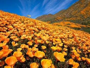 Bright orange carpet of California Poppies at Walker Canyon Lake Elsinore California Superbloom