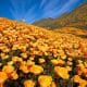 Bright orange carpet of California Poppies at Walker Canyon Lake Elsinore California Superbloom