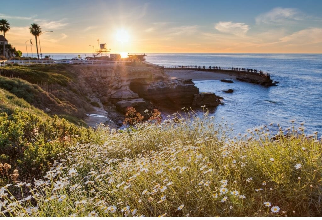Sunset over the pacific ocean in La Jolla with a bush of flowers with white petals in the foreground and sandstone rock cliffs and palm trees in the background
