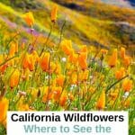 Best places to see the California Superblooms and top tips from a Local to plan your California wildflower trip around Southern California. Where to See Superbloom in California - Southern California Superbloom - Anza Borrego wildflowers - Anza Borrego superbloom - Lake Elsinore Wildflowers - Walker Canyon Wildlowers - California Poppies - California Wildflower Season - Joshua Tree National Park Wildflowers - Antelope Valley Wildflowers - Point Dume State Beach Wildflowers - Laguna Coast