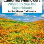 Best places to see the California Superblooms and top tips from a Local to plan your California wildflower trip around Southern California. Where to See Superbloom in California - Southern California Superbloom - Anza Borrego wildflowers - Anza Borrego superbloom - Lake Elsinore Wildflowers - Walker Canyon Wildlowers - California Poppies - California Wildflower Season - Joshua Tree National Park Wildflowers - Antelope Valley Wildflowers - Point Dume State Beach Wildflowers - Laguna Coast