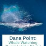 Whale watching in California - Southern California Whale Watching - Dana Point Whale Watching - Dana Point Harbor - Things to do in Dana Point - Dana Wharf Whale Watching - Whale Migration West Coast - Grey Whale Migration - San Diego Whale Watching - Day trips from San Diego