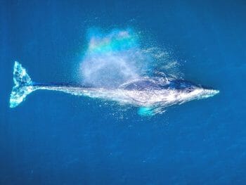Aerial photo of whale swimming left to right, blowing and creating a small rainbow over the blow