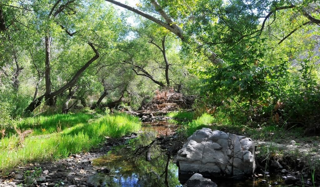 Small river under green trees at Mission Trails Nature Park