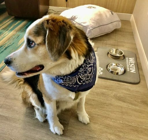 Large brown and white dog sitting looking to the left with a dog bed and dog bowls on a mat saying Westin