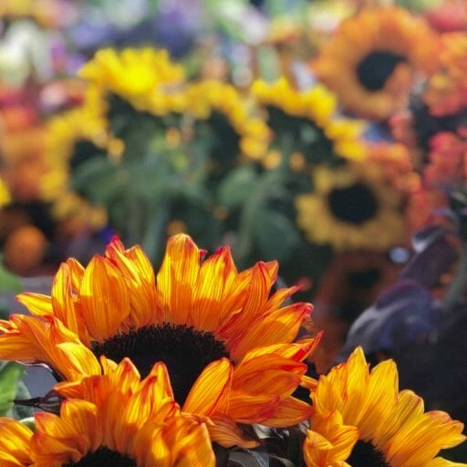 bunches of orange and yellow sunflowers at the Farmers Market Little Italy