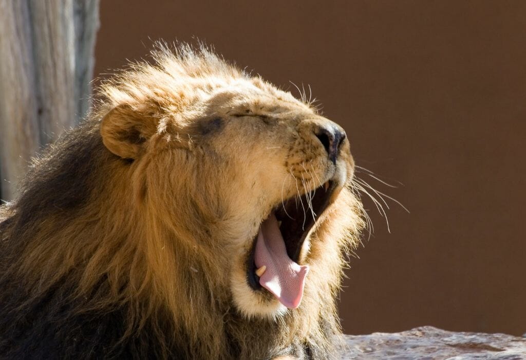 Yawning male lion at a zoo