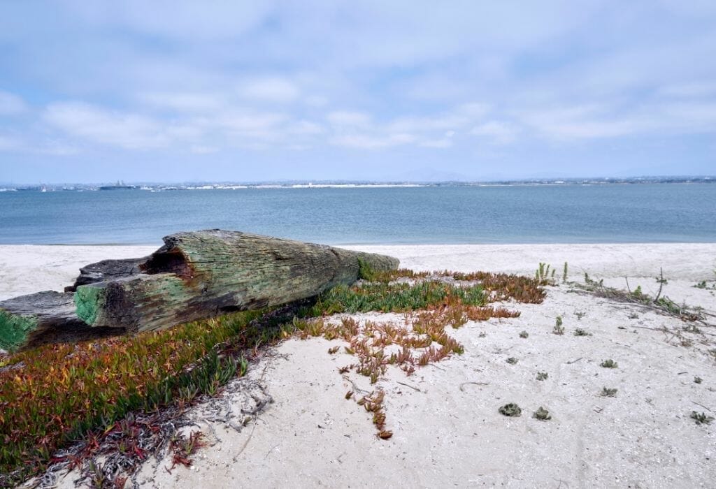 driftwood trunk on the white sand of silverstrand Coronado