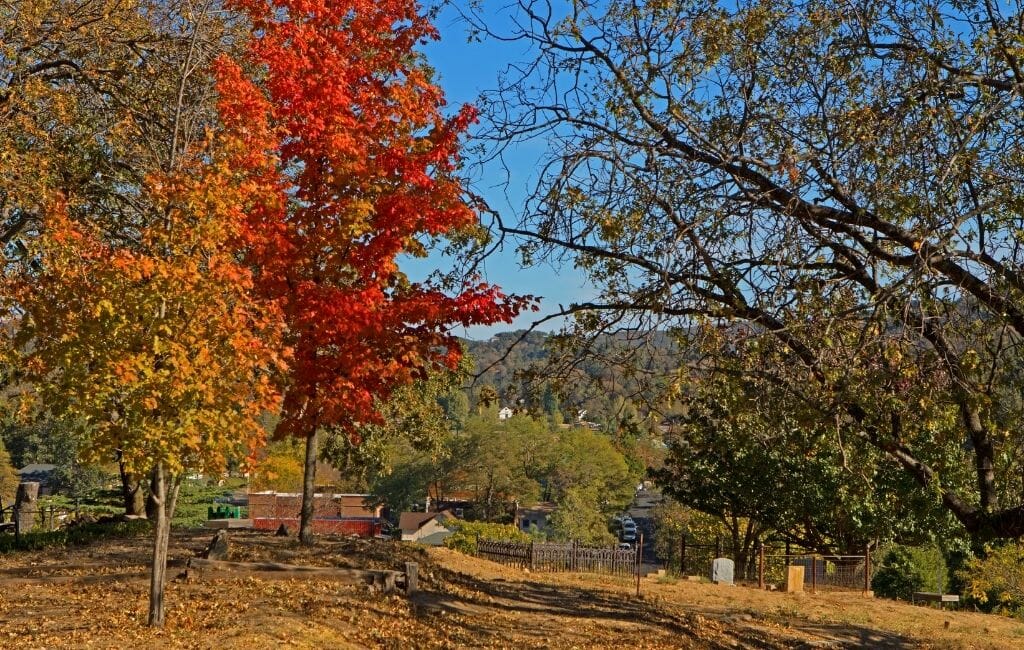Landscape picture with a few trees showing fall foliage in San Diego
