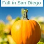 orange pumpkin on a tree stump in the foreground, pumpkin field out of focus in the background, blue sky above