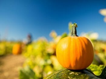 orange pumpkin on a tree stump in the foreground, pumpkin field out of focus in the background, blue sky above