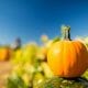 orange pumpkin on a tree stump in the foreground, pumpkin field out of focus in the background, blue sky above