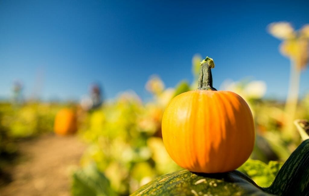 orange pumpkin on a tree stump in the foreground, pumpkin field out of focus in the background, blue sky above