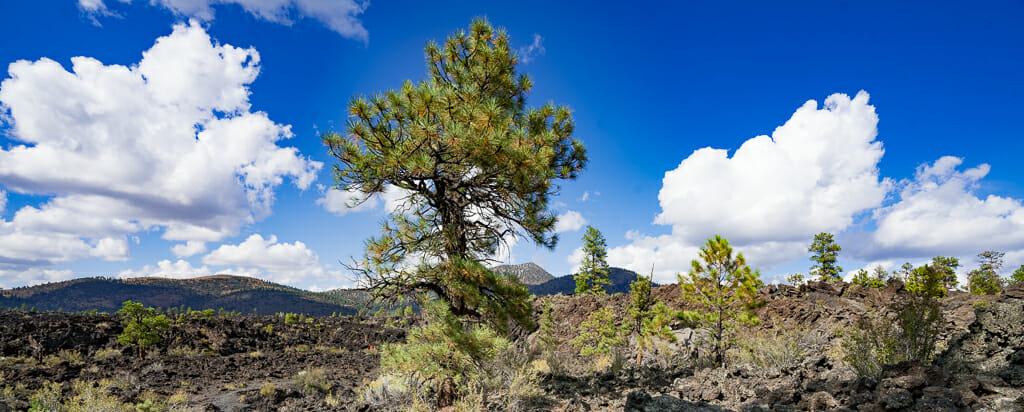 lava field and few trees at Sunset Crater Volcano National Monument