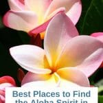 Pink plumeria flowers with black background white box with text in blue and teal: Best Places to find the Aloha Spirit in San Diego