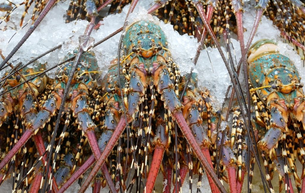 Pile of red and turquoise Spiny Lobster on a bed of ice at the market during spiny lobster Season in San Diego