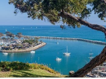 Dana Point Harbor View from a hill above, and a curved Olive tree on the right
