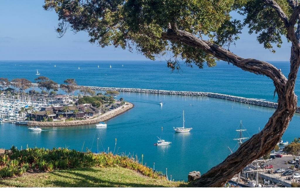 Dana Point Harbor View from a hill above, and a curved Olive tree on the right