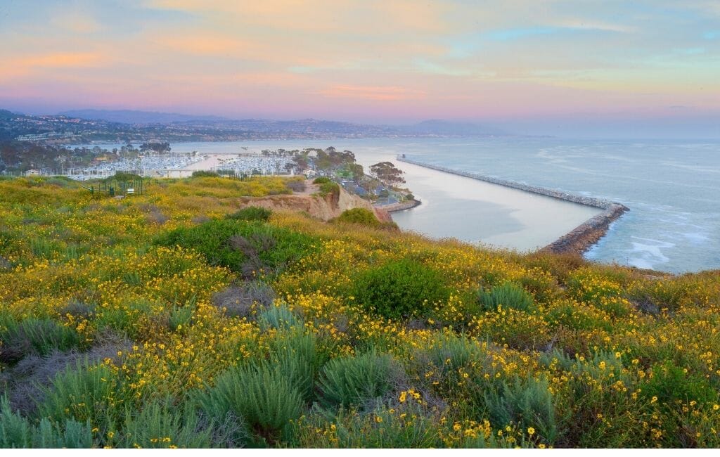 a coastal overlook with yellow wild flowers in the foreground, dana point harbor below in the distance during a pastel colored sunset - Things To Do in Dana Point-Nature Interpretive Center