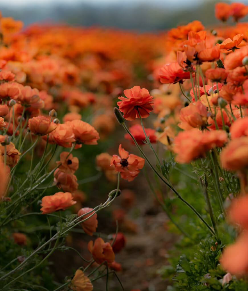 Rows of orange Giant Tecolote Ranunculus flower