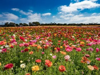 colorful flower field with deep blue sky and white clouds at the Flower Fields in Carlsbad