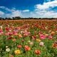 colorful flower field with deep blue sky and white clouds at the Flower Fields in Carlsbad