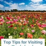 Are you planning to go see the Carlsbad Flower Fields? Here are our top tips to plan your trip and make the most of your visit to the Flower Fields in Carlsbad California, the largest Flower Fields in California.