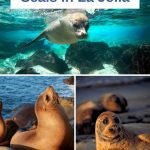 3 photo collage of sea lions and seals - white box with blue text: Where to See Seals in La Jolla