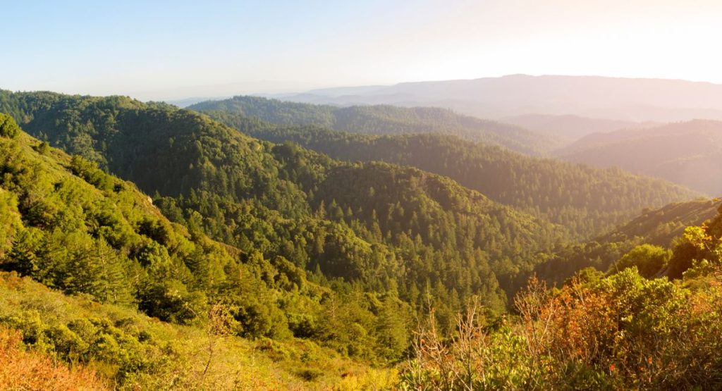 Rolling mountains covered in lush greenery and pine trees in late afternoon during summer. Santa Cruz Mountains, California.