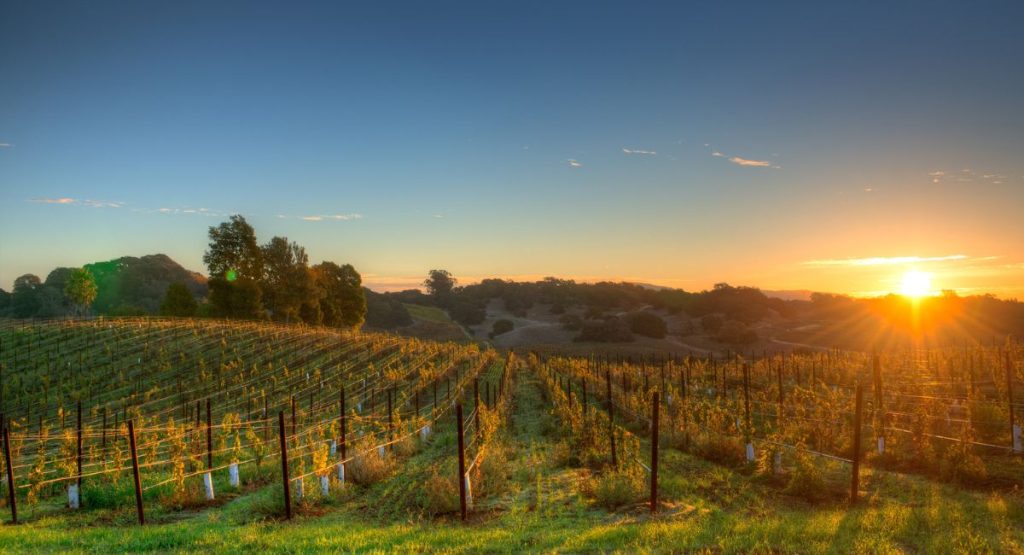 Sunset over a hilly vineyard estate during summer. Napa Valley, California.