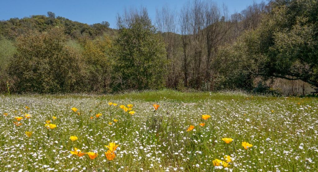 Meadow full of white and yellow wildflowers on sunny day. Amador County, California.