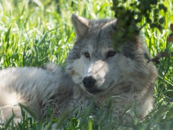 Close up of gray wolf laying in tall green grass on sunny afternoon at California Wolf Center, Julian.