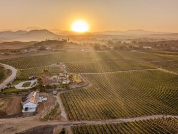 view over vineyards during Hot Air Balloon Temecula Ride at sunrise