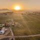 view over vineyards during Hot Air Balloon Temecula Ride at sunrise