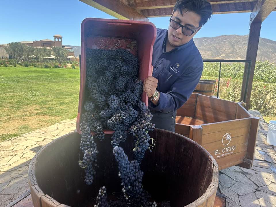 Readying the grapes for the grape stomp